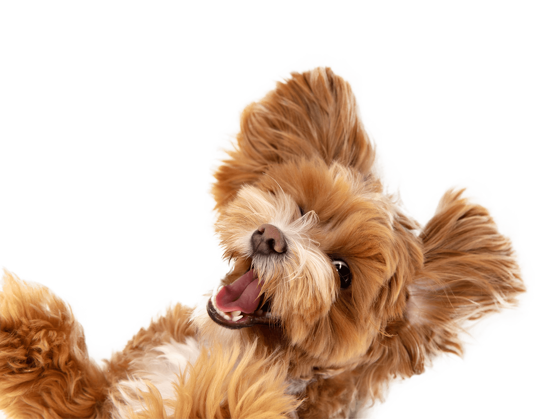 Dog in Woof.lt care planning section